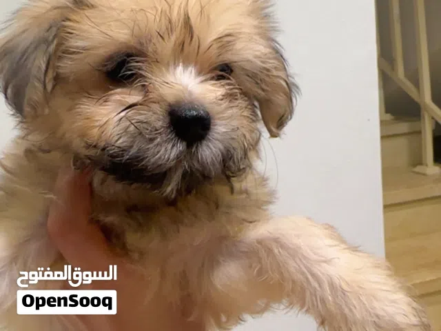 كلاب قمرات مالتيز على شيتزو عمرهم 55 يوم قمرات بيحبو الاطفال كلاب تربية بيت يعنى مفيش حشرات