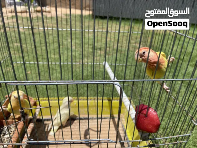 عصافير بركاديلو للبيع مروضات نص ترويضة إلا اللفة كاملة شبة ترويضة كاملة للمزيد اقراء الوصف