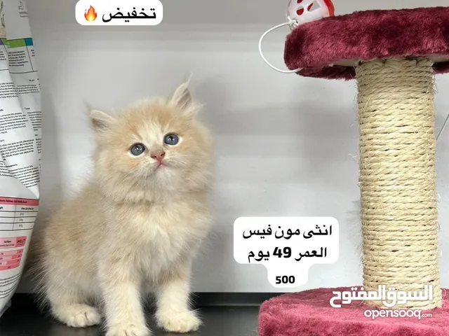 مجموعه قطط للبيع