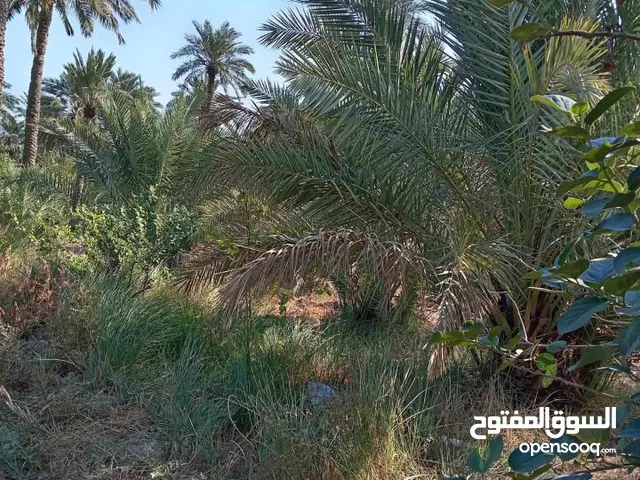 بستان المساحه 1500 المكان ابو الخصيب العوجه بستان مزروع بي سدر تفاحي بي تكي سعر 100 وبي مجال