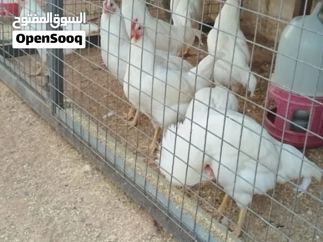 جاج لهمان انظيف