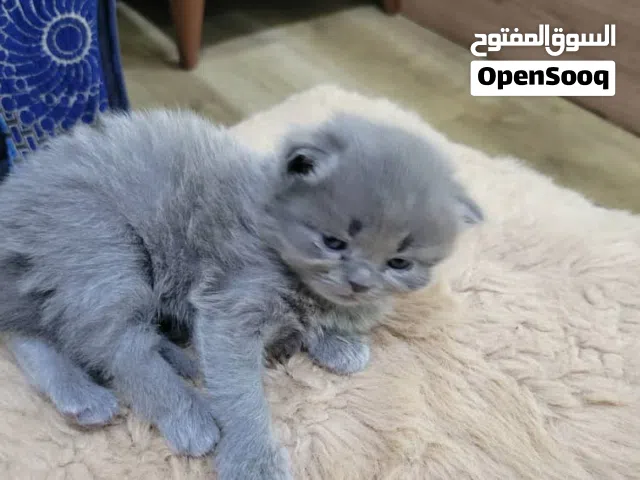 قطط شيرازي عمر شهر