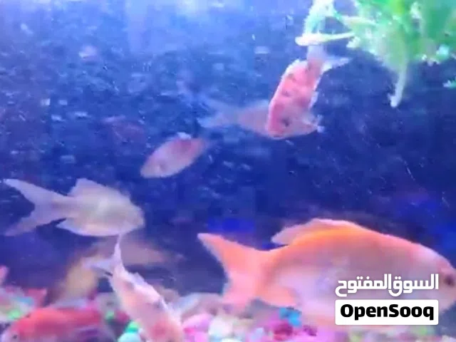 أحواض السمك