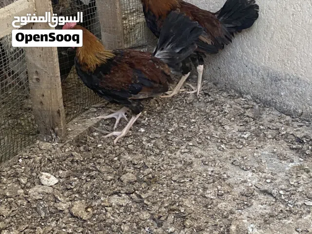 ديجين عمر 3 ونص كويتيات
