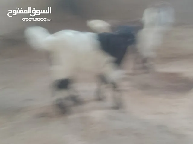 موجود أربع صخلات وجدي