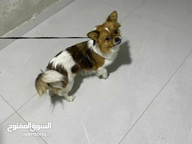 كلب للبيع السريع