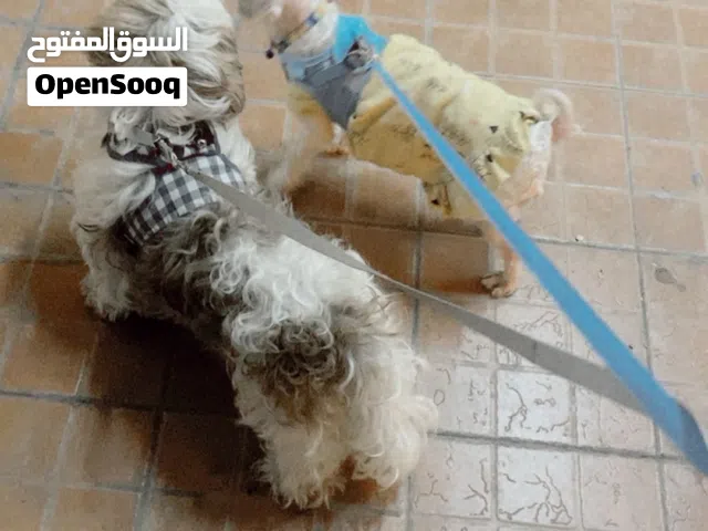 كلاب شيزو لعوبين مع الأطفال تربيه بيوت و متعلمين على الحمام