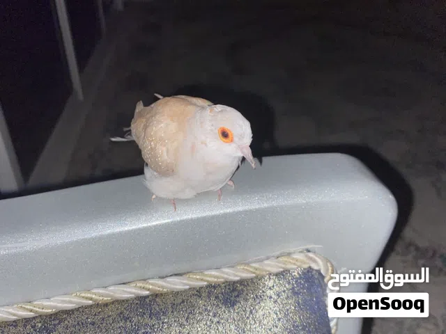 للبيع حمام ماسي لون حلو