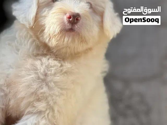 هافانيز بيور