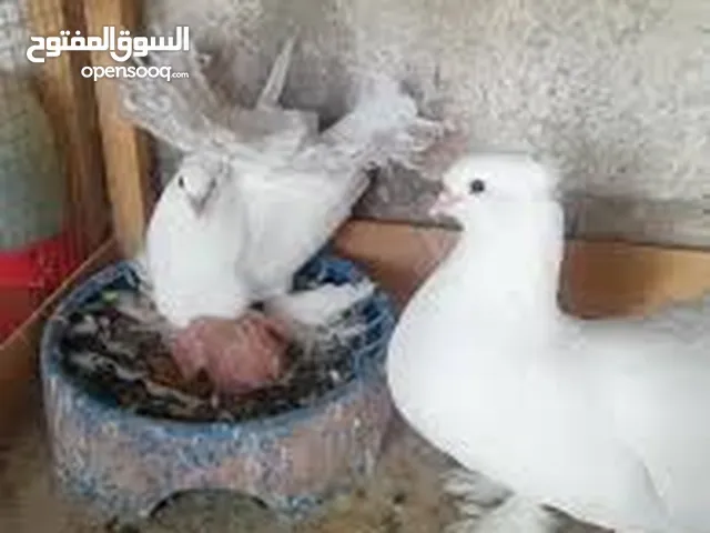 مطلوب حمام هزاز