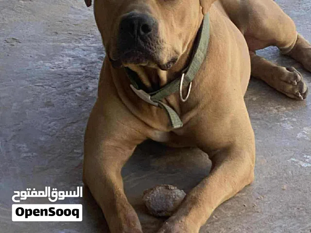 ستاف امريكي حاجة صح سلالة ناقصة