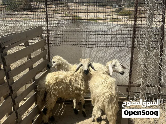 الراس 90كبشان للبيع