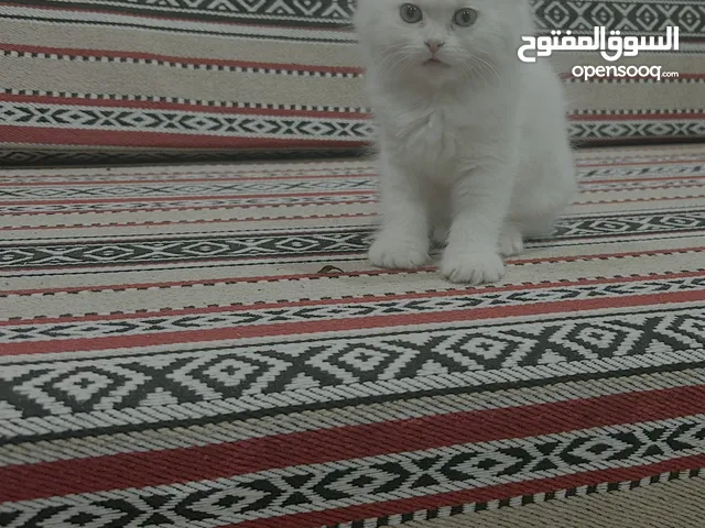 قط للبيع بسعر مغري مع جميع أغراضها