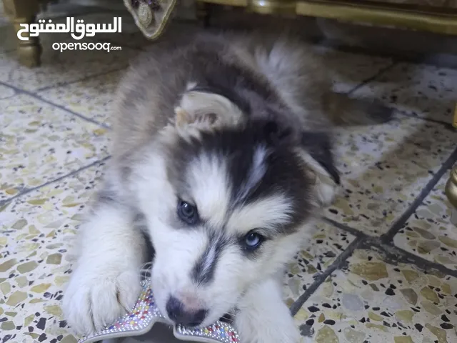 كلب هاسكي سيبيري العمر 60 يوم النوع نادر العيون لونين مختلفين