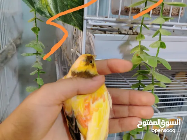 جواز كناري اهالي شغالات