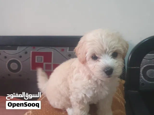 À vendre chien    Caniche  Bichon.