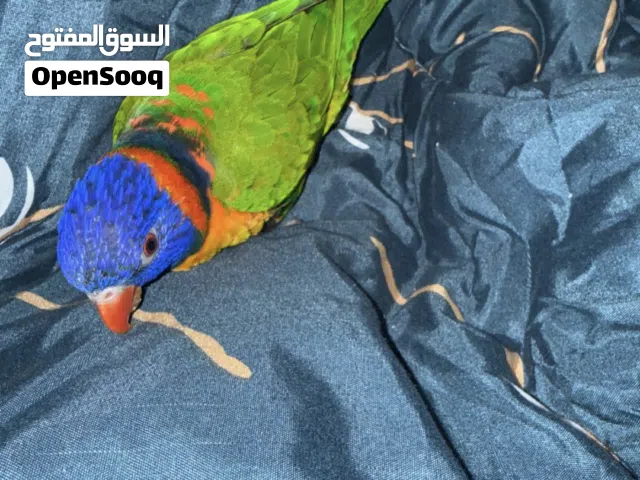 للبيع لوري ربوه