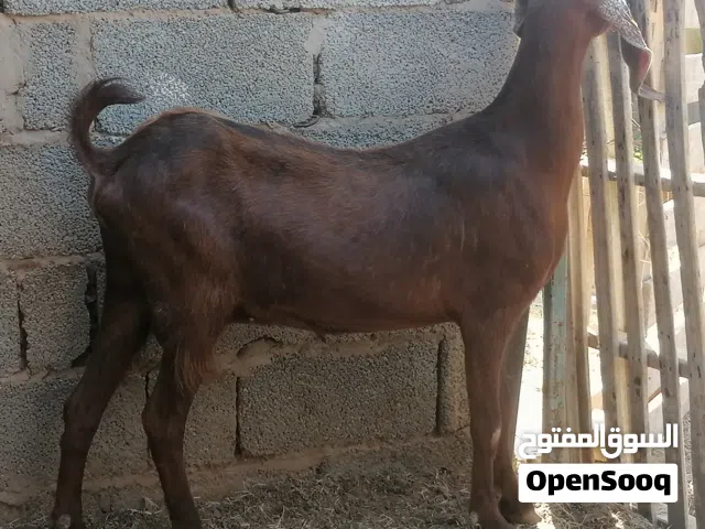 معزة قبرصية مهجنة