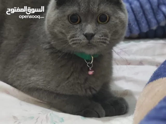 سكوتيتش فود اصلي سبعة أشهر عائلي مميز
