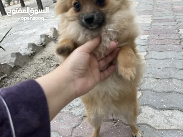 Female Pomeranian for sale