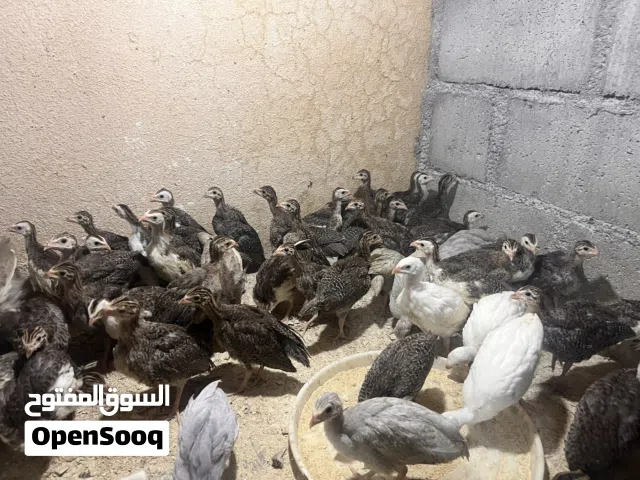 للبيع فروخ حبشي كانجا