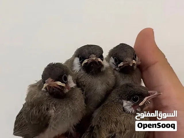 بلبل كشميري ماشاءالله بصحه جيده واموره طيبه اليف جدا وياكل من اليد مطلوب 15 وقابل تواصل على واتس