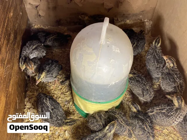 طيور فري عمر اسبوعين وشوي للبيع