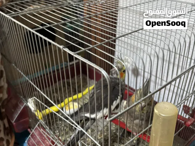 عصافير كوكتيل