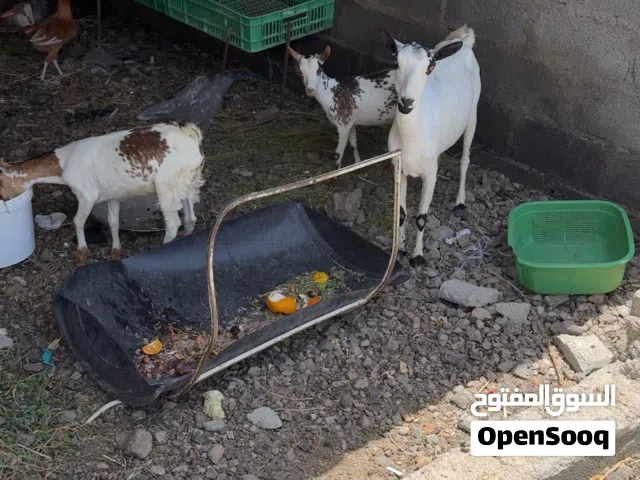 للبيع شاه مع تيس وبكره