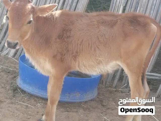مطلوب بقره حليب 250