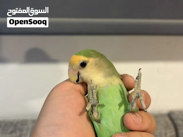 فروخ لوفبيرد انتاج الكويت