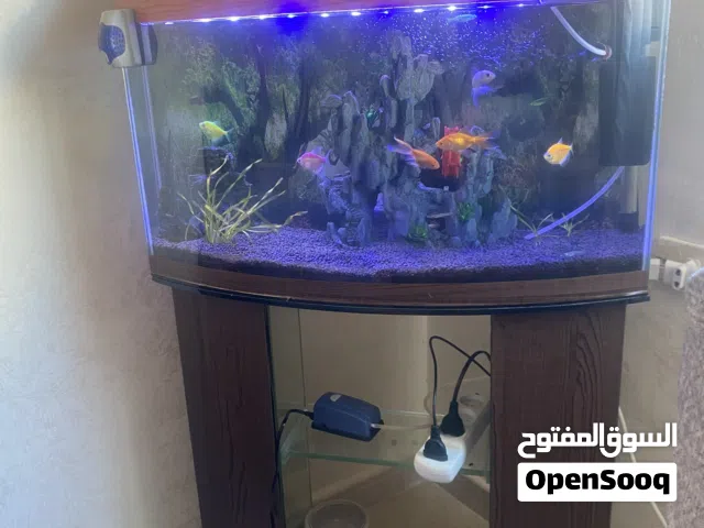 حوض سمك للبيع سمك زينه