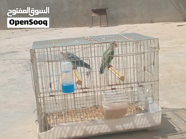 متوفر افروغ روز عمر 4اشهوور تباركه الله لنيته بيربي وبيدير كووبيه والله ميفووتها دكر ازرق انته خضر