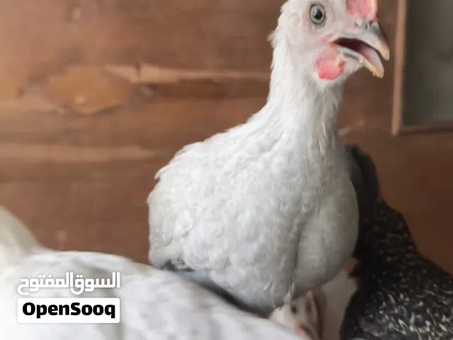 ديوكه فيومي ذهبي وألمنيوم للبيع
