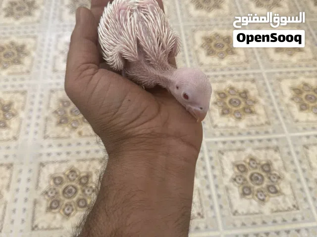 السلام عليكم متحاح افراخ دره هندي الون ابيض  ونيبالي اقره الوصف