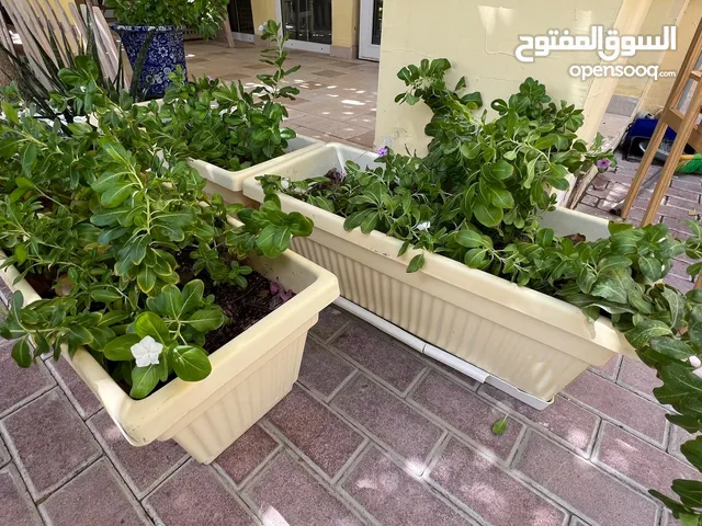 نبتات حديقة