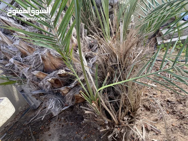 شتلات نخل للبيع طابوني، حلاوي (حره)، مرواني بسعر20د تعال قلع وتربح