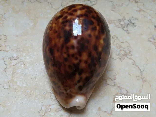 صدفه بحريه للبيع