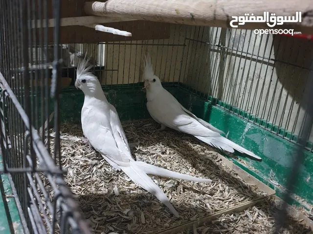 جوز كوكتيل البينو تحته ثلاث فراخ