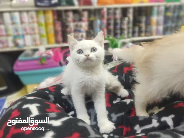 سكوتش ستريت ابيض العمر 60 يوم بسعر مغري