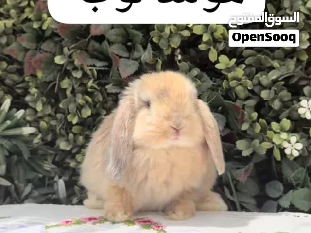 جميع انواع الارانب متوفره هولندي لوب هنقورا تيدي بير هوتوت قزم