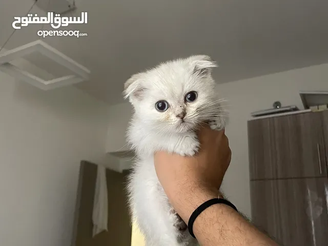 قطه سكوتش فولد و قطه شيرازي
