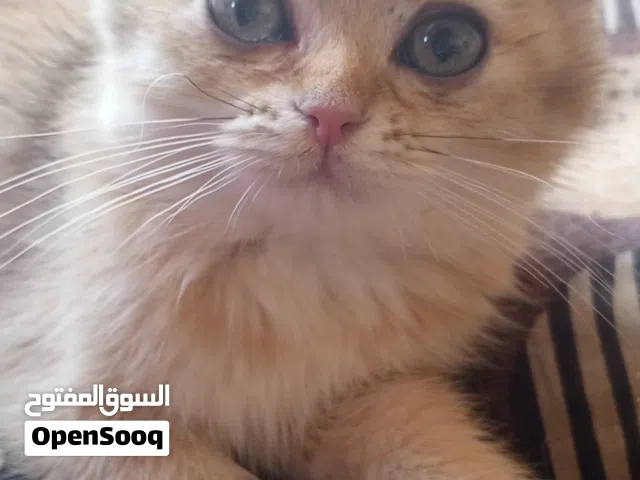 للبيع قطة انثى  جولدن سكوتش فولد