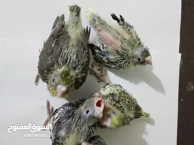فراخ كوكتيل(الوصف مهم)