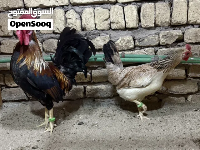 السلام عليكم اخوان اقرو الوصف دجاجات مرتبات