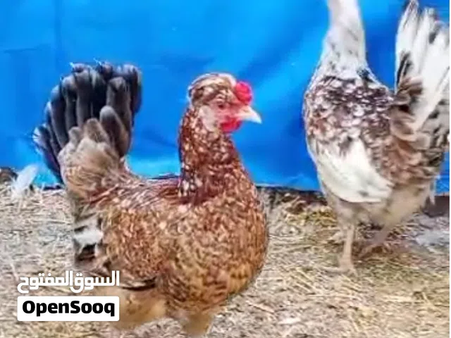 سيت ماكنتوش كويتي خط اول فول مواصفات