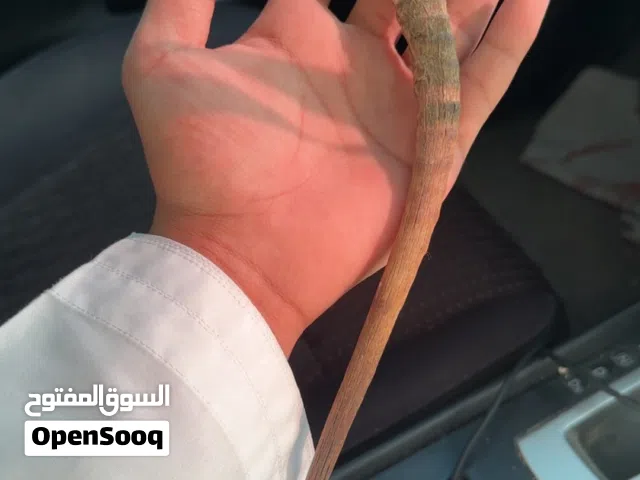 قرن غزال الي له خاطر