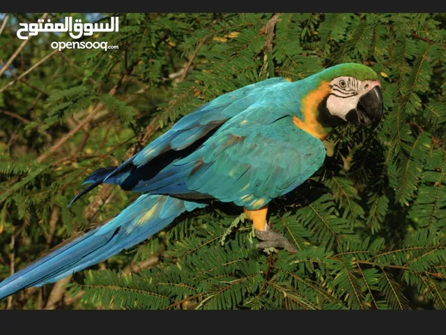 Macaw, 3 months old.