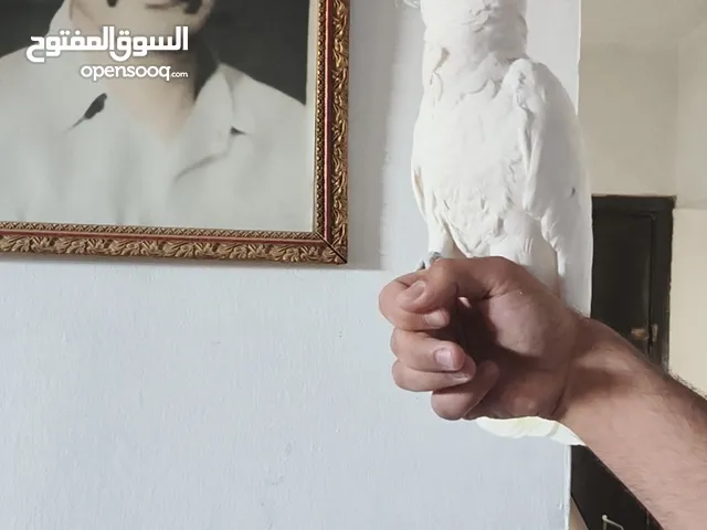 كوكاتو جوفن دبل جامبو