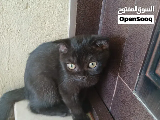 قط سكوتش عمره 3 اشهر